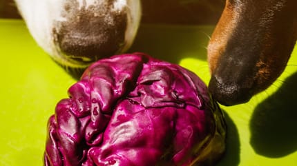 Mag een hond rode kool eten?