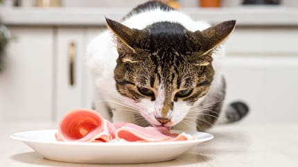 Mag een kat ham eten?