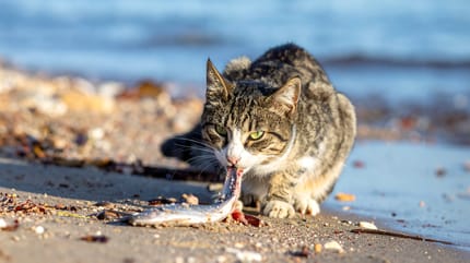 Mag een kat haring eten?