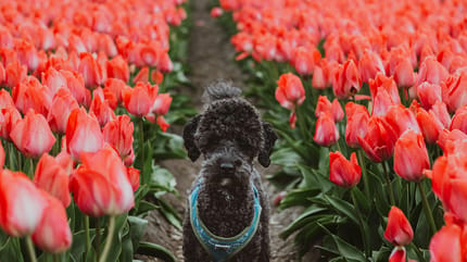 Mag je hond mee naar Keukenhof