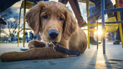 Mag mijn hond mee naar een restaurant