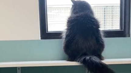 Maggie la chatte