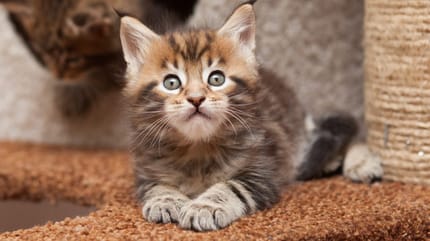 Maine coon