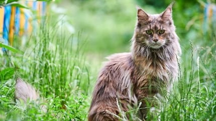 chat maine coon