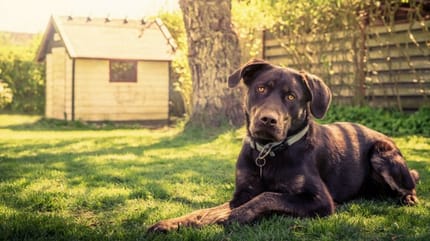 maison votre territoire pas celui du chien