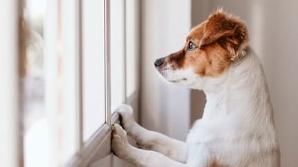 fin des vacances préparer son chien au retour à la vie quotidienne