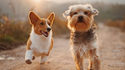 Makkelijke hondennamen