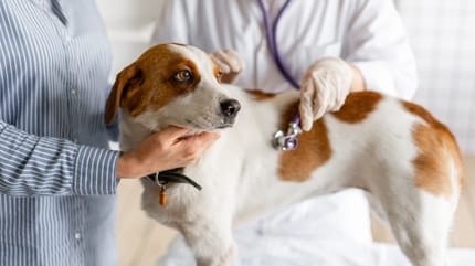 Maladie de carré chien