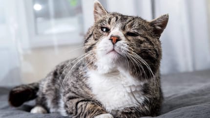 maladies vieillesse chat