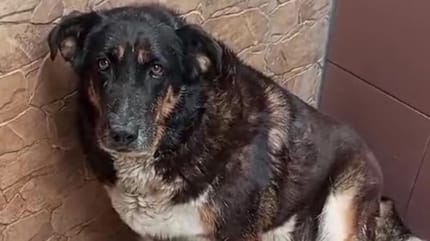 malena-perra-en-adopcion