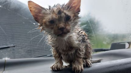 Mały przemoczony kociak