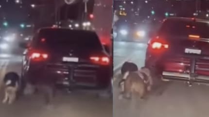 Man in New York bindt honden vast achter auto