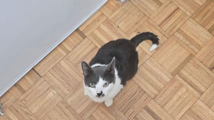 Marty Wolf la gattina