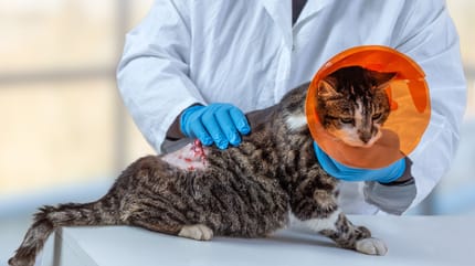 Mastzelltumor Katze