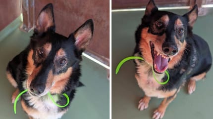 Max, chien à adopter