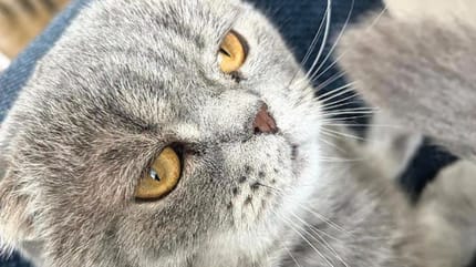 Maximus - Bart De Wever