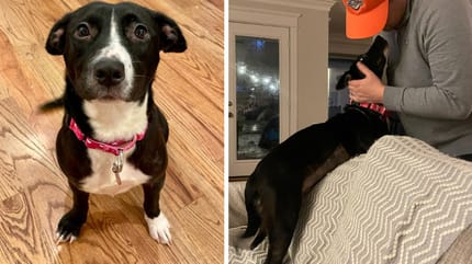 Maya, la chienne de refuge