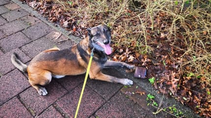 Mechelse herder Jax vindt portemonnee tijdens uitlaatrondje