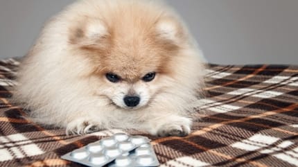 médicament chien