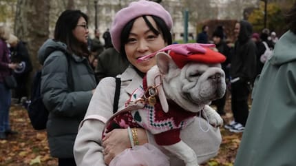 meer dan 150 ex-asielhonden doen mee aan optocht door Londen