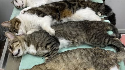 Meer dan 40 katten gevonden in Amsterdams huis
