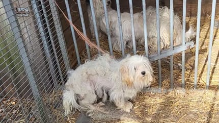 Meer dan 40 verwaarloosde dieren aangetroffen in Berkel-Enschot