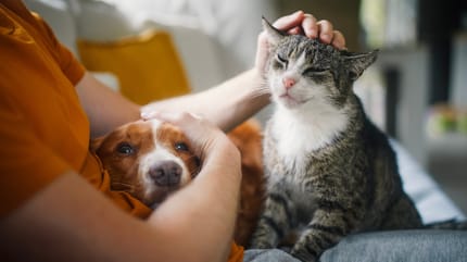 Mensch schmust mit Hund und Katze