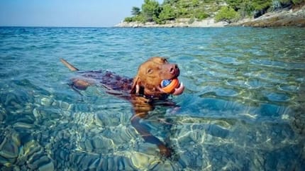 chien baignade