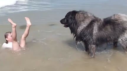 fillette sauvée chien leonberg mer