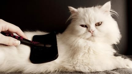 chat en train de se faire brosser