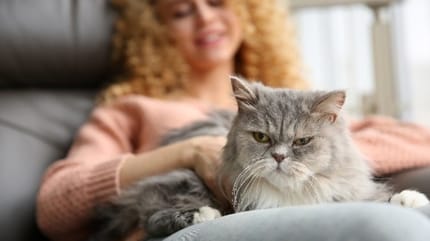 acheter chat de race