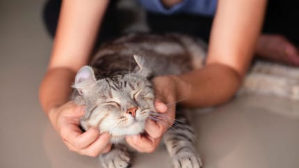 mi gato agacha la cabeza cuando lo acaricio
