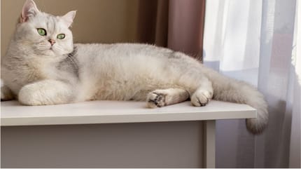 mi gato mueve la cola tumbado