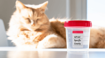 Mi gato orina color rojo