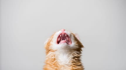 miagolio del gatto