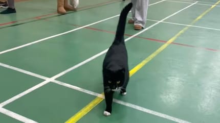 Mischief le chat