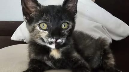 molly-gatita-carey-adopcion