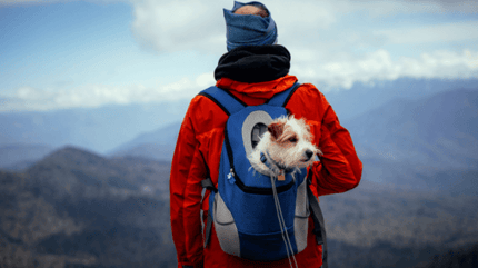 Sac à dos pour chien