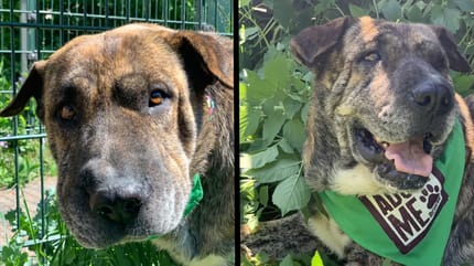 Moose wacht op een forever home. Adopteer jij haar?