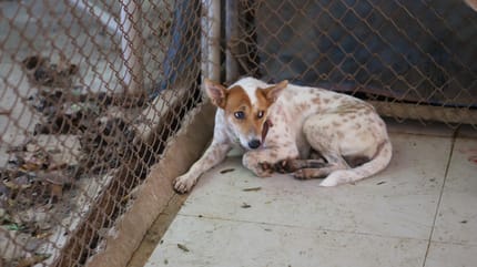 motivi per adottare un cane al canile