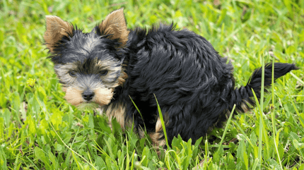 muco nelle feci del cane