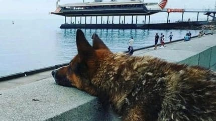 Mukhtar, der Hachiko der Krim