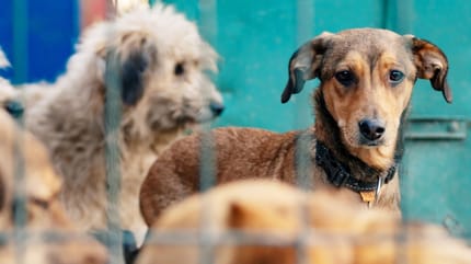 murcia-lista-de-espera-para-abandonar-perros-zoonosis