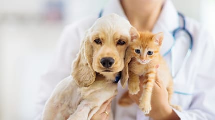 mutuelle pour animaux