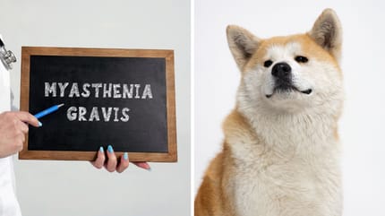 Myasthenia Gravis beim Hund