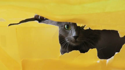 mystieke kattennamen