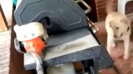 chien dans le garage