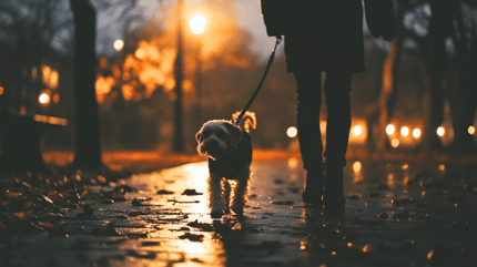 Nächtlicher Durchfall Hund