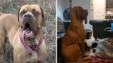 Najdłuższy język świata u psa