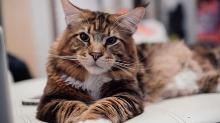 najwieksze koty domowe